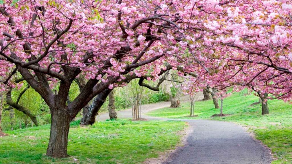 Spring,